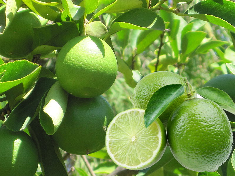 Awesome Product Image