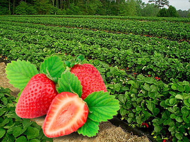 Awesome Product Image